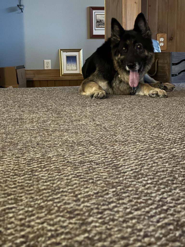 How Dogs Became Man’s Best Friend